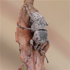 Unidentified Weevil (Curculionoidea) at Gundaroo, NSW - 10 Nov 2024 by ConBoekel