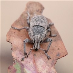 Polyphrades paganus at Gundaroo, NSW - 11 Nov 2024 07:34 AM