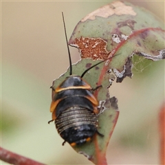 Ellipsidion australe at Gundaroo, NSW - 10 Nov 2024 by ConBoekel