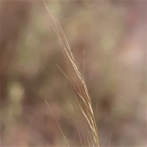 Austrostipa scabra at Gundaroo, NSW - 11 Nov 2024