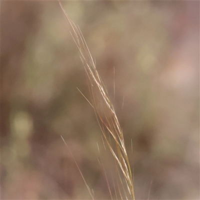 Austrostipa scabra (Corkscrew Grass, Slender Speargrass) at Gundaroo, NSW - 11 Nov 2024 by ConBoekel