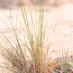 Austrostipa scabra at Gundaroo, NSW - 11 Nov 2024