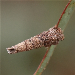 Conoeca or Lepidoscia (genera) IMMATURE (Unidentified Cone Case Moth larva, pupa, or case) at Gundaroo, NSW - 11 Nov 2024 by ConBoekel