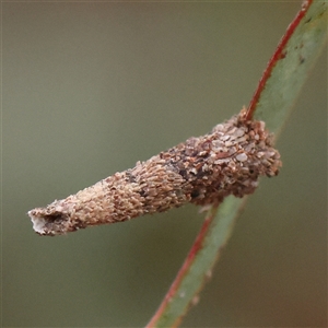 Conoeca or Lepidoscia (genera) IMMATURE at Gundaroo, NSW by ConBoekel