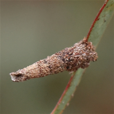 Conoeca or Lepidoscia (genera) IMMATURE at Gundaroo, NSW - 10 Nov 2024 by ConBoekel