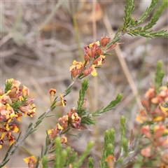 Dillwynia sericea (Egg And Bacon Peas) at Gundaroo, NSW - 11 Nov 2024 by ConBoekel