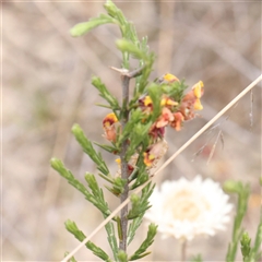 Dillwynia sericea at Gundaroo, NSW - 11 Nov 2024 07:30 AM