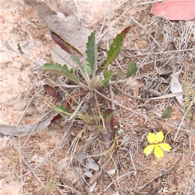 Goodenia hederacea subsp. hederacea (Ivy Goodenia, Forest Goodenia) at Gundaroo, NSW - 10 Nov 2024 by ConBoekel