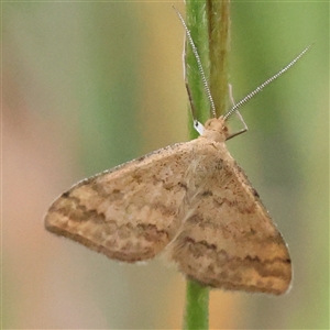 Scopula rubraria at Gundaroo, NSW - 11 Nov 2024 07:19 AM