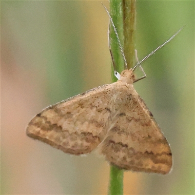 Scopula rubraria (Reddish Wave, Plantain Moth) at Gundaroo, NSW - 10 Nov 2024 by ConBoekel