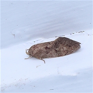 Oecophoridae (family) at Turner, ACT - 10 Nov 2024 08:15 PM