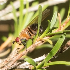 Rhagadolyra magnicornis (Lauxaniid fly) at McKellar, ACT - 10 Nov 2024 by AlisonMilton