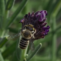 Megachile (Eutricharaea) serricauda (Leafcutter bee, Megachilid bee) at Murrumbateman, NSW - 15 Nov 2024 by amiessmacro