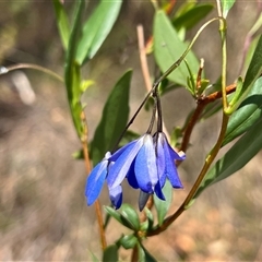 Billardiera heterophylla (Western Australian Bluebell Creeper) at Acton, ACT - 14 Nov 2024 by RWPurdie