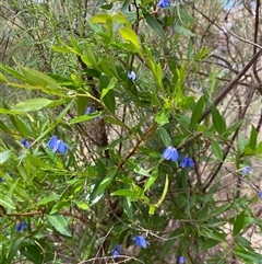 Billardiera heterophylla (Western Australian Bluebell Creeper) at Acton, ACT - 14 Nov 2024 by RWPurdie