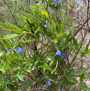 Billardiera heterophylla (Western Australian Bluebell Creeper) at Acton, ACT by RWPurdie