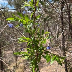 Billardiera heterophylla (Western Australian Bluebell Creeper) at Acton, ACT - 14 Nov 2024 by RWPurdie