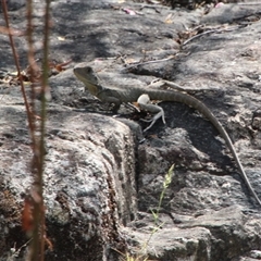 Intellagama lesueurii howittii (Gippsland Water Dragon) at Tharwa, ACT - 15 Nov 2024 by ChrisHolder