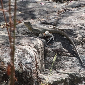 Intellagama lesueurii howittii at Tharwa, ACT - 15 Nov 2024 02:15 PM