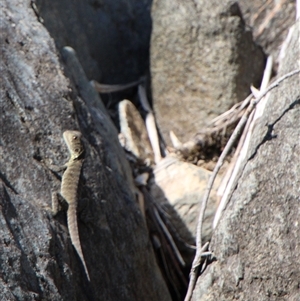 Intellagama lesueurii howittii at Tharwa, ACT - 15 Nov 2024