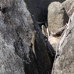 Intellagama lesueurii howittii at Tharwa, ACT - 15 Nov 2024 02:15 PM