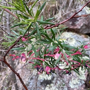 Grevillea sp. at Tharwa, ACT - 15 Nov 2024