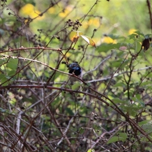 Malurus cyaneus (Superb Fairywren) at Tharwa, ACT by ChrisHolder