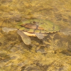 Chelodina longicollis (Eastern Long-necked Turtle) at Tharwa, ACT - 15 Nov 2024 by ChrisHolder