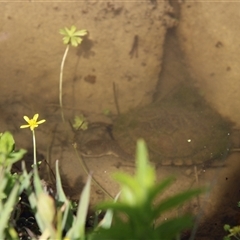 Chelodina longicollis (Eastern Long-necked Turtle) at Tharwa, ACT - 15 Nov 2024 by ChrisHolder