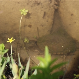 Chelodina longicollis (Eastern Long-necked Turtle) at Tharwa, ACT by ChrisHolder