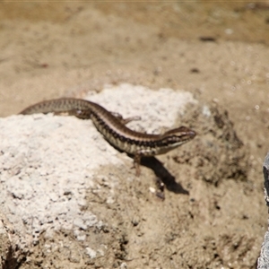 Eulamprus heatwolei (Yellow-bellied Water Skink) at Tharwa, ACT by ChrisHolder