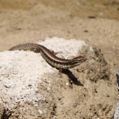 Eulamprus heatwolei (Yellow-bellied Water Skink) at Tharwa, ACT - 15 Nov 2024 by ChrisHolder