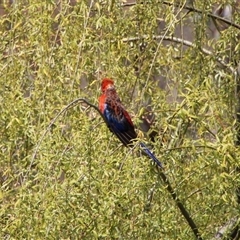 Platycercus elegans (Crimson Rosella) at Tharwa, ACT - 15 Nov 2024 by ChrisHolder