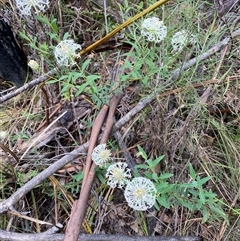 Pimelea treyvaudii (Grey Riceflower) at Tharwa, ACT - 14 Nov 2024 by AdamHenderson