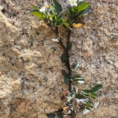 Solanum nigrum (Black Nightshade) at Tharwa, ACT - 15 Nov 2024 by AdamHenderson