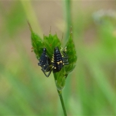 Cleobora mellyi (Southern Ladybird) at West Hobart, TAS - 15 Nov 2024 by VanessaC