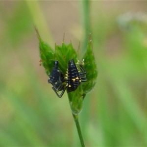 Unidentified Insect at West Hobart, TAS by VanessaC