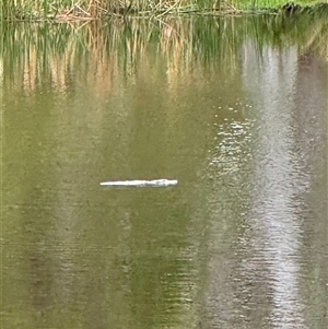 Ornithorhynchus anatinus (Platypus) at Penrose, NSW by Penrosian