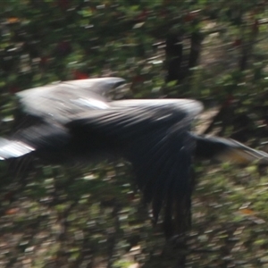 Phalacrocorax sulcirostris at Cooma, NSW - 15 Nov 2024 03:06 PM