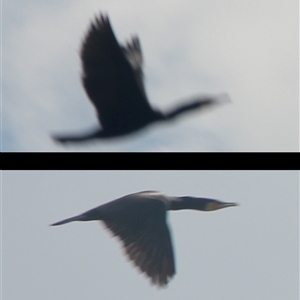 Phalacrocorax sulcirostris at Cooma, NSW - 15 Nov 2024 03:06 PM