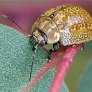 Paropsisterna cloelia at Googong, NSW - 15 Nov 2024