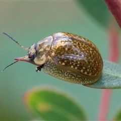 Paropsisterna cloelia at Googong, NSW - 15 Nov 2024