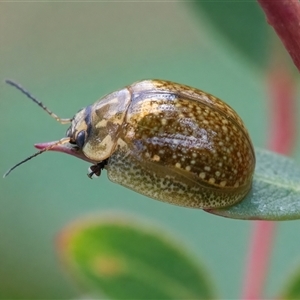 Paropsisterna cloelia at Googong, NSW - 15 Nov 2024