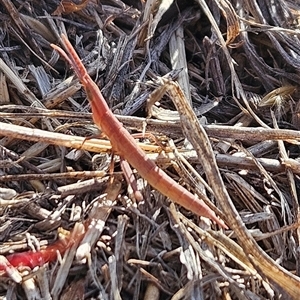 Acrida conica at Chapman, ACT - 15 Nov 2024 06:58 PM