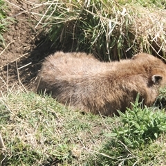 Vombatus ursinus (Common wombat, Bare-nosed Wombat) at Cooma, NSW - 15 Nov 2024 by mahargiani