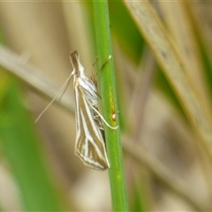 Hednota species near grammellus (Pyralid or snout moth) at West Hobart, TAS - 15 Nov 2024 by VanessaC