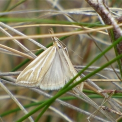 Hednota species near grammellus at West Hobart, TAS - 15 Nov 2024