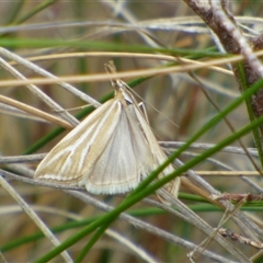 Hednota species near grammellus at West Hobart, TAS - 15 Nov 2024 03:58 PM