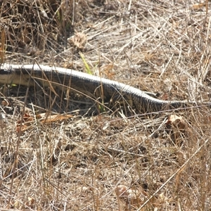 Tiliqua scincoides scincoides (Eastern Blue-tongue) at Cooma, NSW by mahargiani