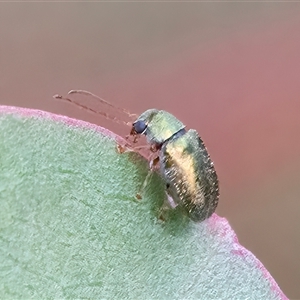 Edusella sp. (genus) at Googong, NSW - 15 Nov 2024